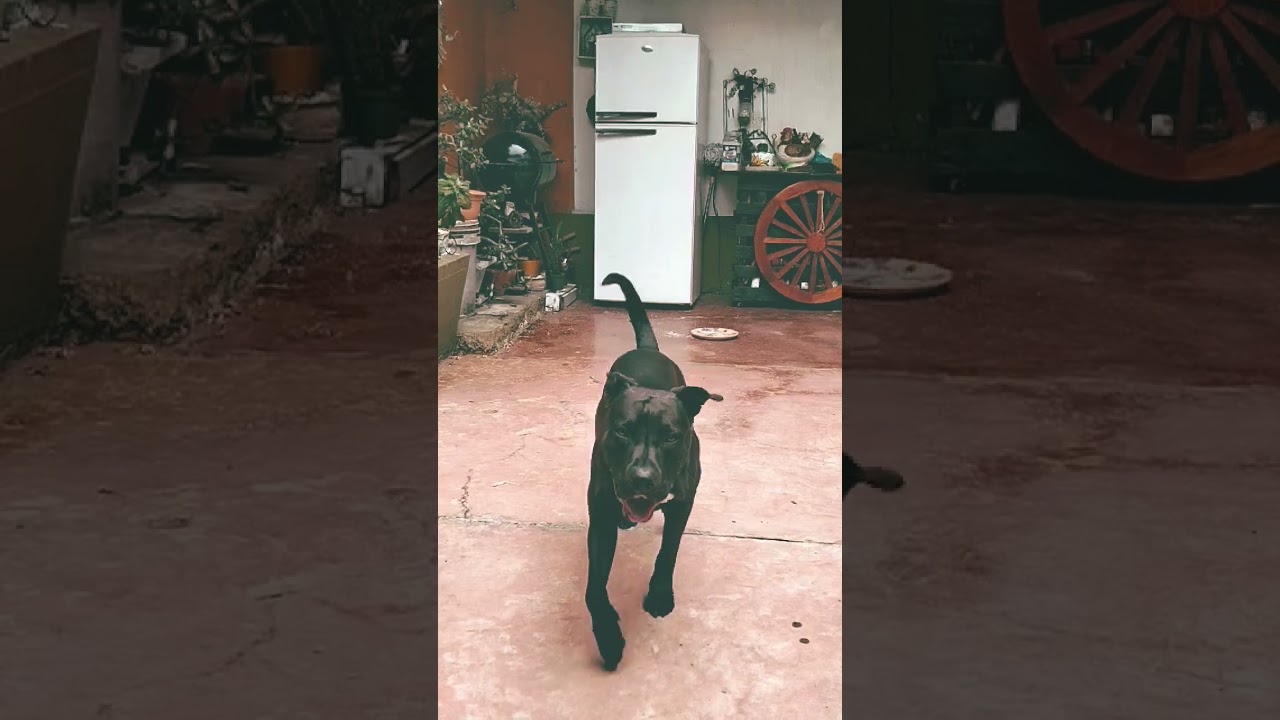 Black-seal APBT