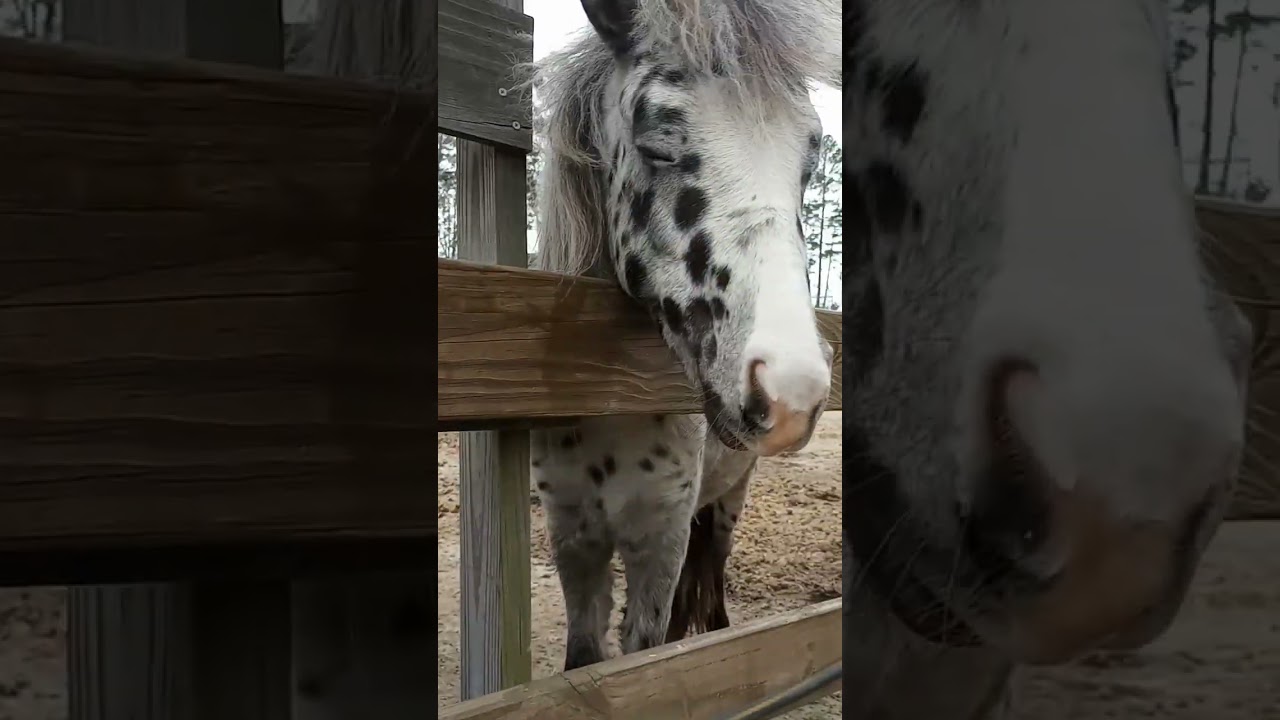 Blaze #farm #farmlife #ponyboy #horselover