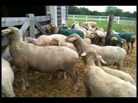 Bleating Sheep