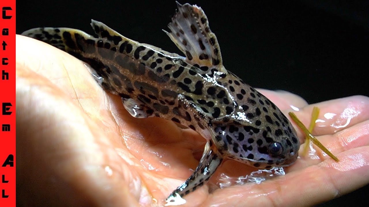 BLOB CATFISH Gets NEW GIRLFRIEND! **THE TIGER BLOB**