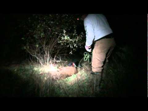 Blood Tracking with Jagdterrier, Deer Search