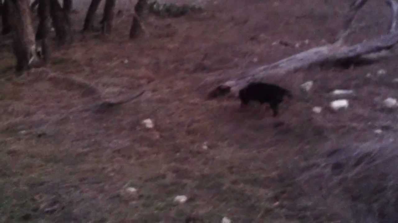 Blood trailing with Jagdterrier