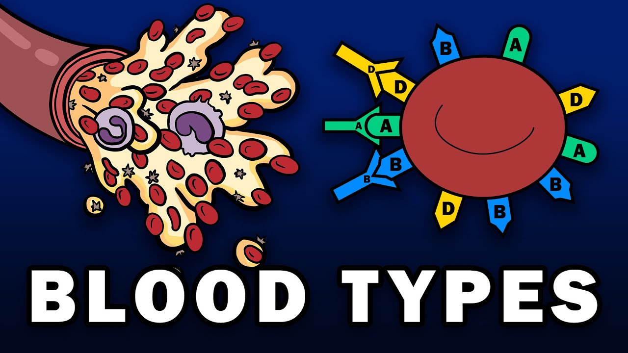BLOOD TYPES - ABO and Rh Blood Group Systems