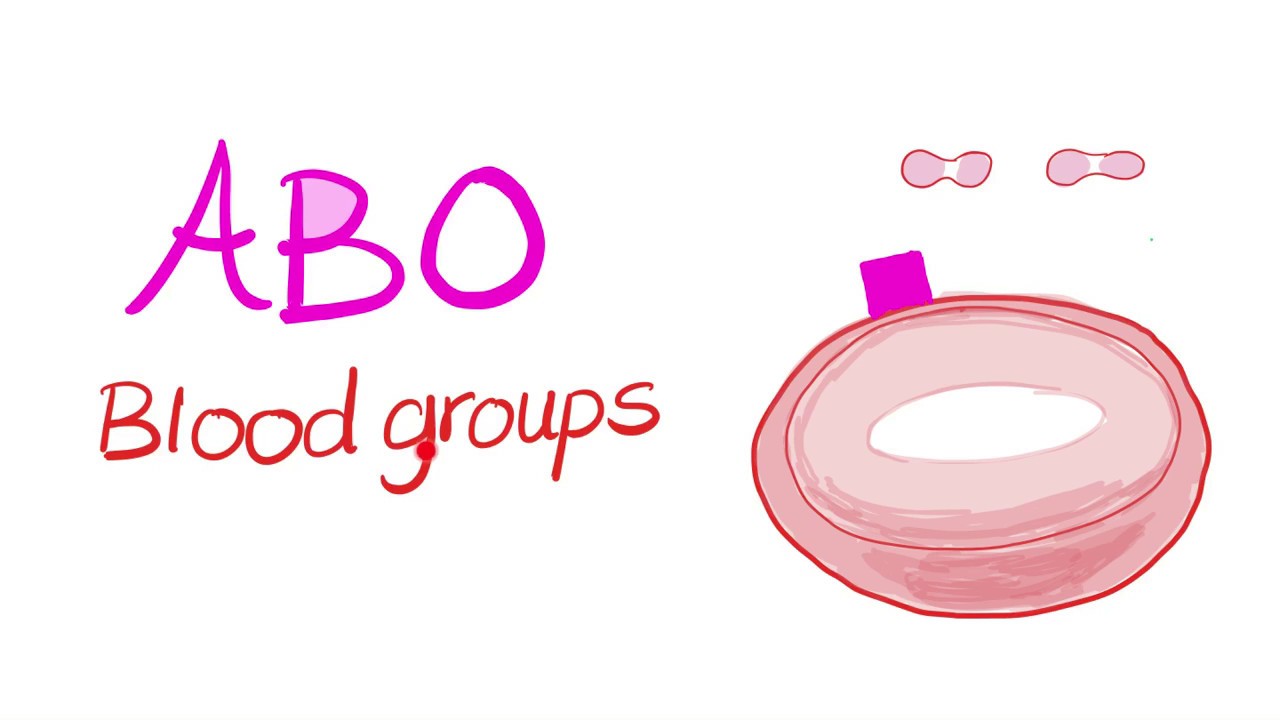 Blood Types (ABO system) - Blood Groups - Hematology Series