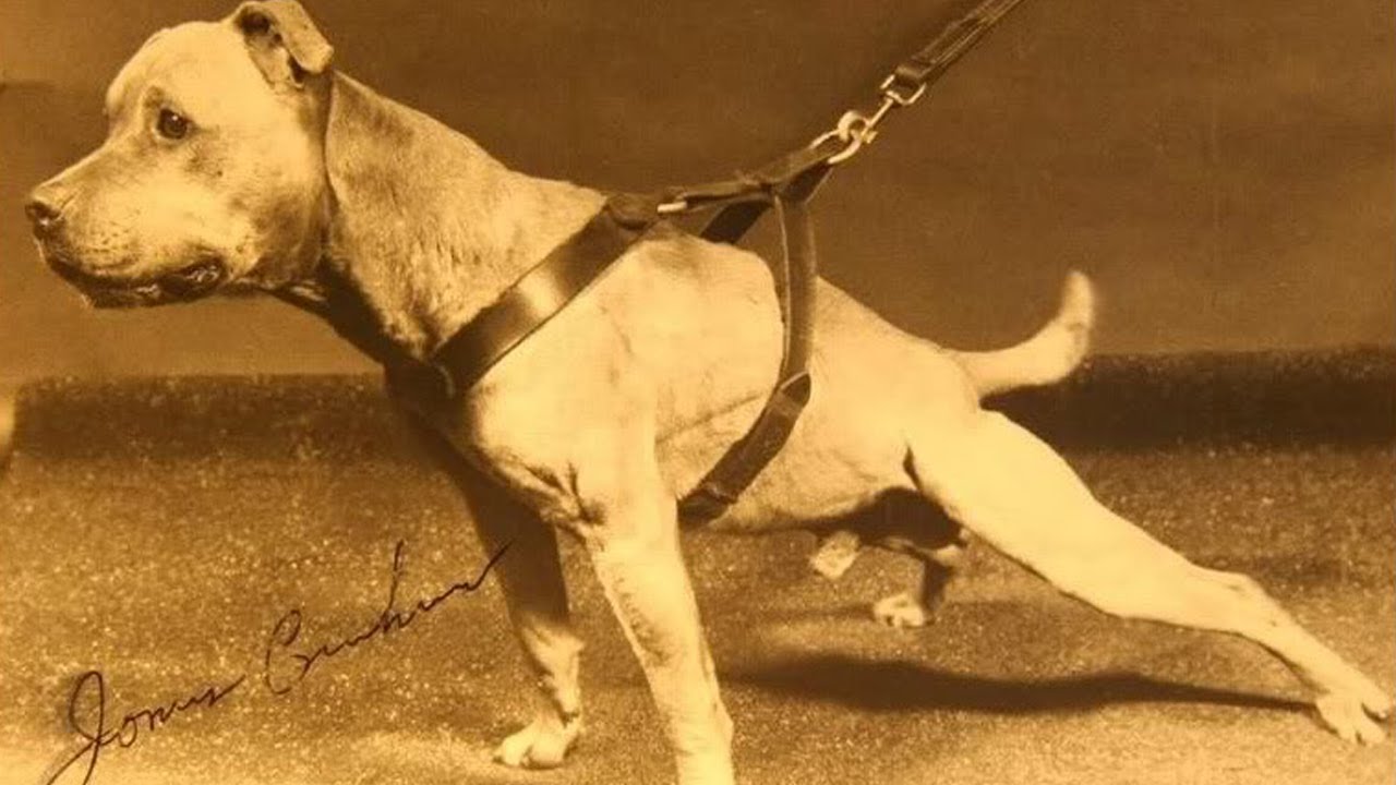 Bloodlines - Carver - Jeep - Boudreaux - Eli - American Pitbull Terrier