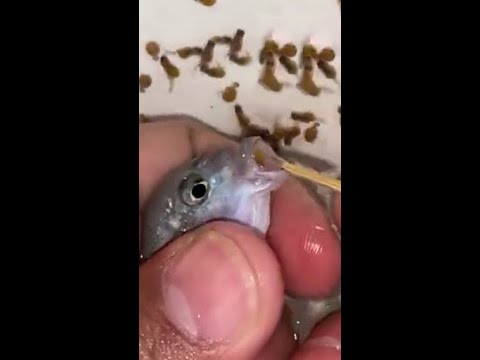 Blue cichlid fish gave birth to 23 babies 🐬😍👍🙏 #fish