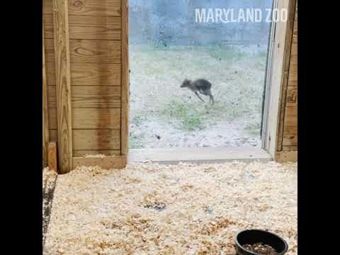 Blue Duiker Calf Marigold Zoomies