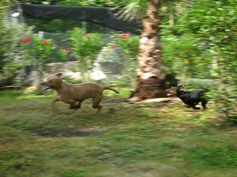 blue lacy & jagdterriers playing