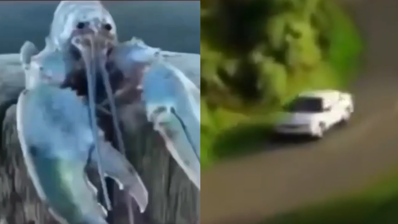 Blue Lobster Jumpscare Meme