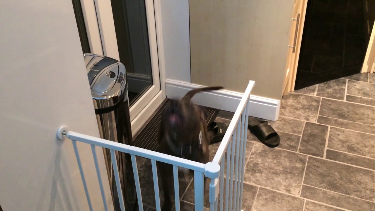 Blue Staffordshire Bull Terrier is asking to be let out to garden
