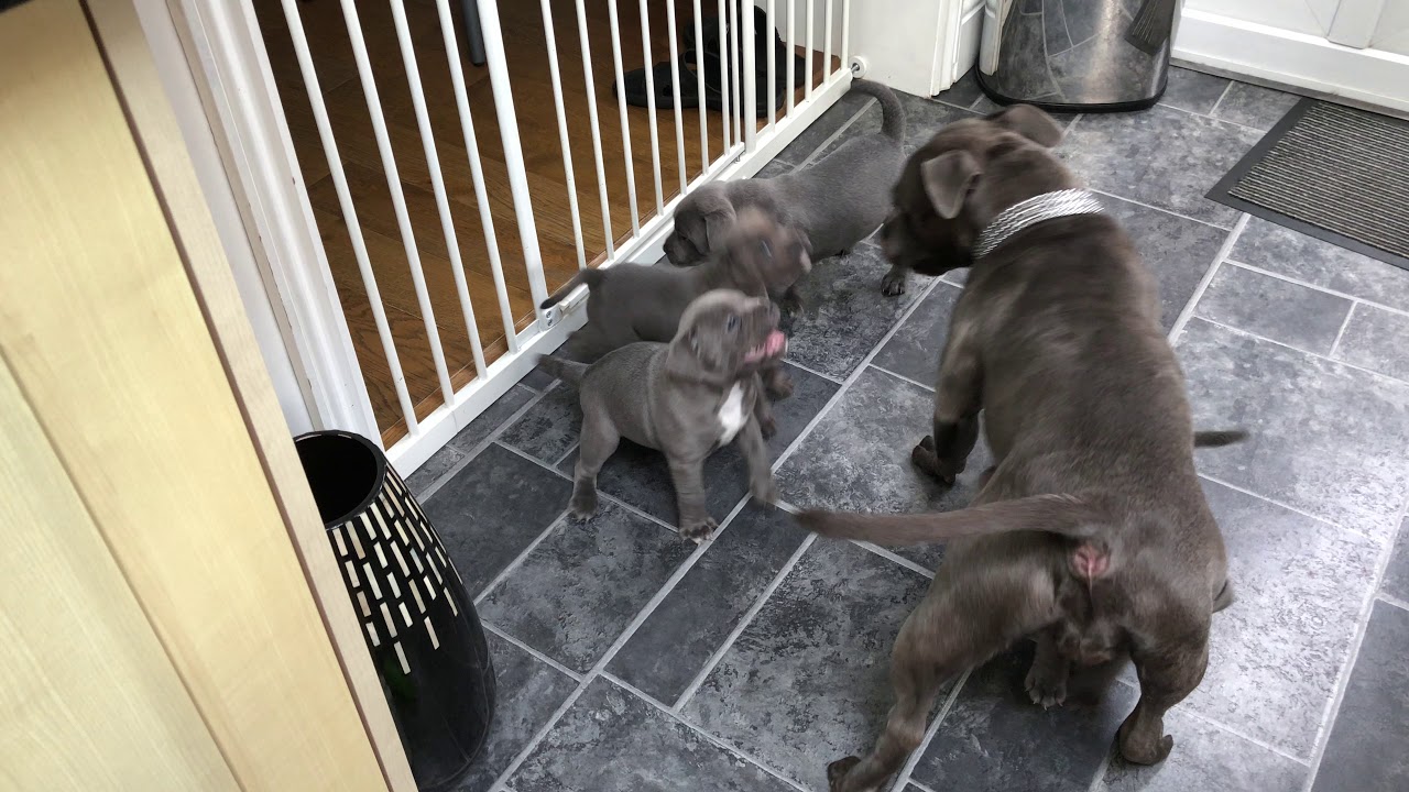 Blue Staffordshire Bull Terrier Puppy Play Fighting With Mum