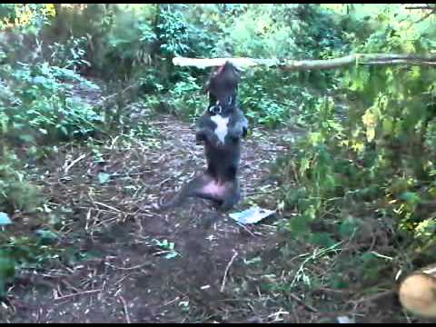 Blue Staffordshire Bull Terrier (Sky)