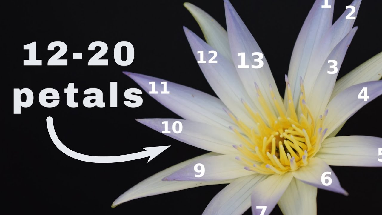 Blue Water Lily Identification | Nymphaea caerulea