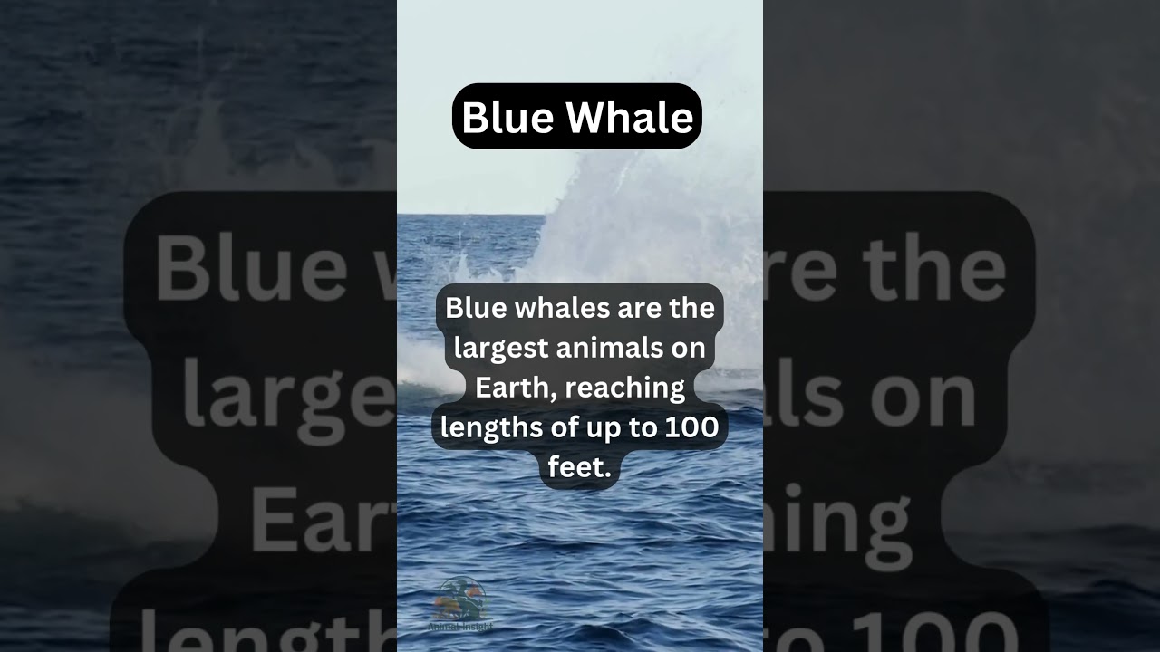 Blue whales can grow to lengths of up to 110 feet (33.5 meters) and weigh around 200 tons.#BlueWhale