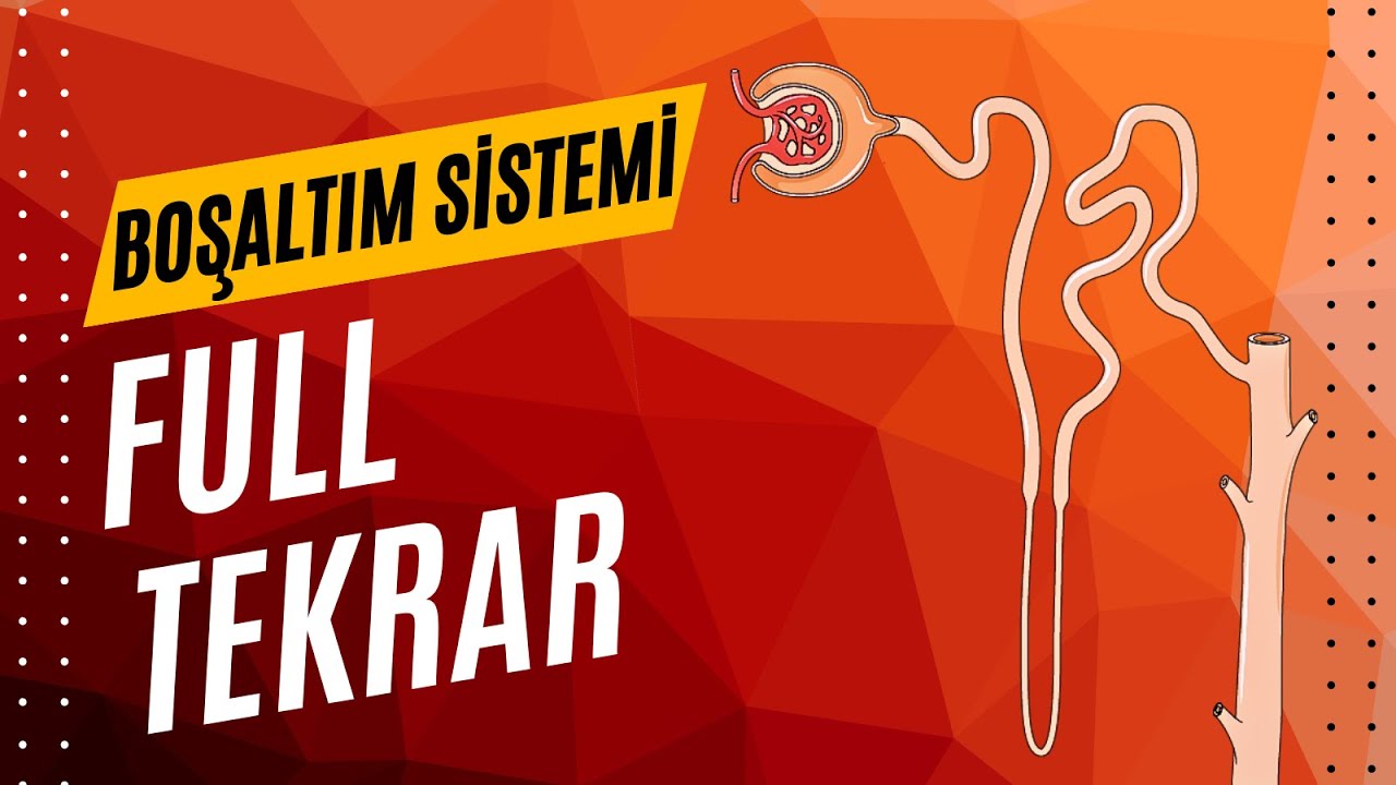 BOŞALTIM (ÜRİNER) SİSTEMİ FULL TEKRAR AYT 2025