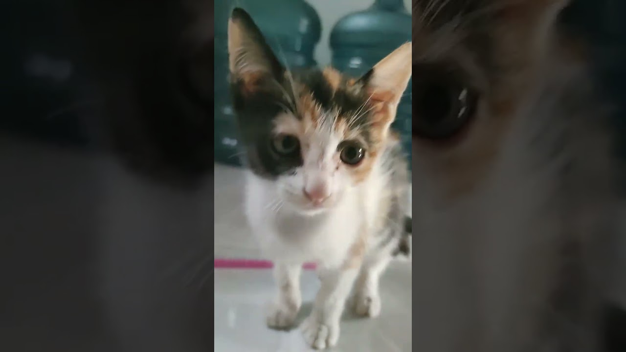 bocil bogel yang lain udh tidur, nah bocil bogel yg satu ini masih ajak main