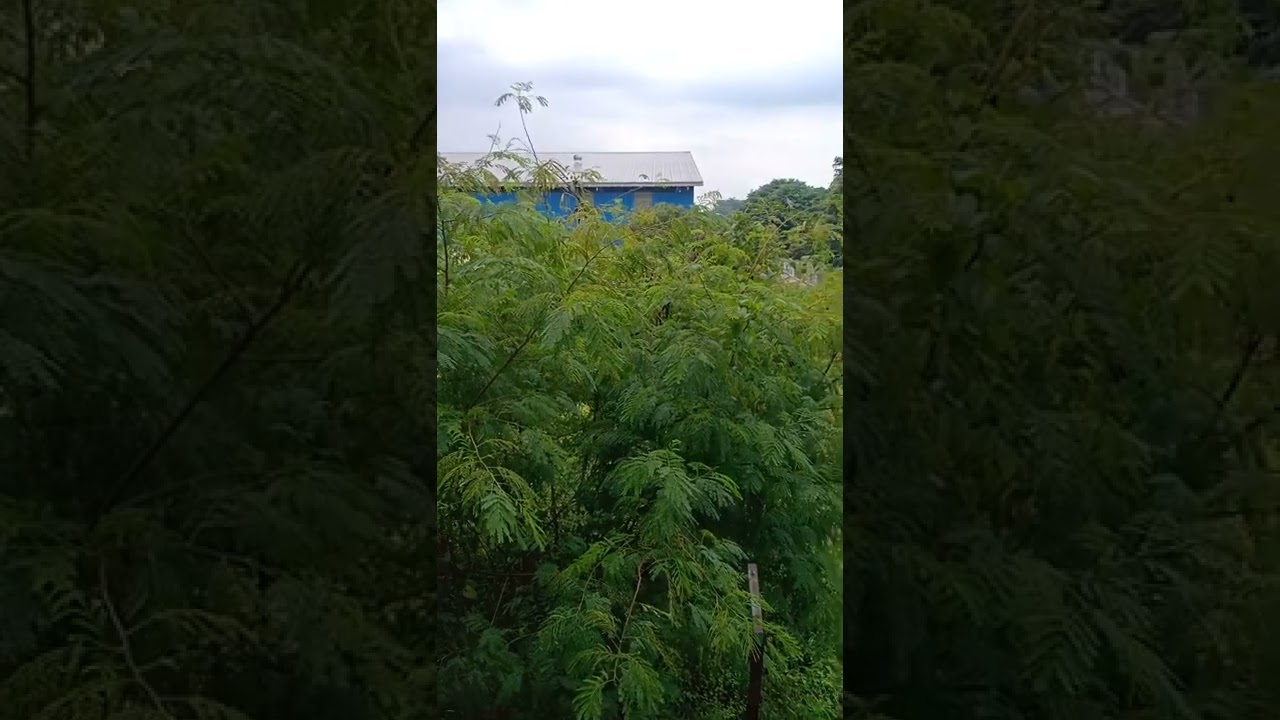 bocil lagi coli di kebun😂