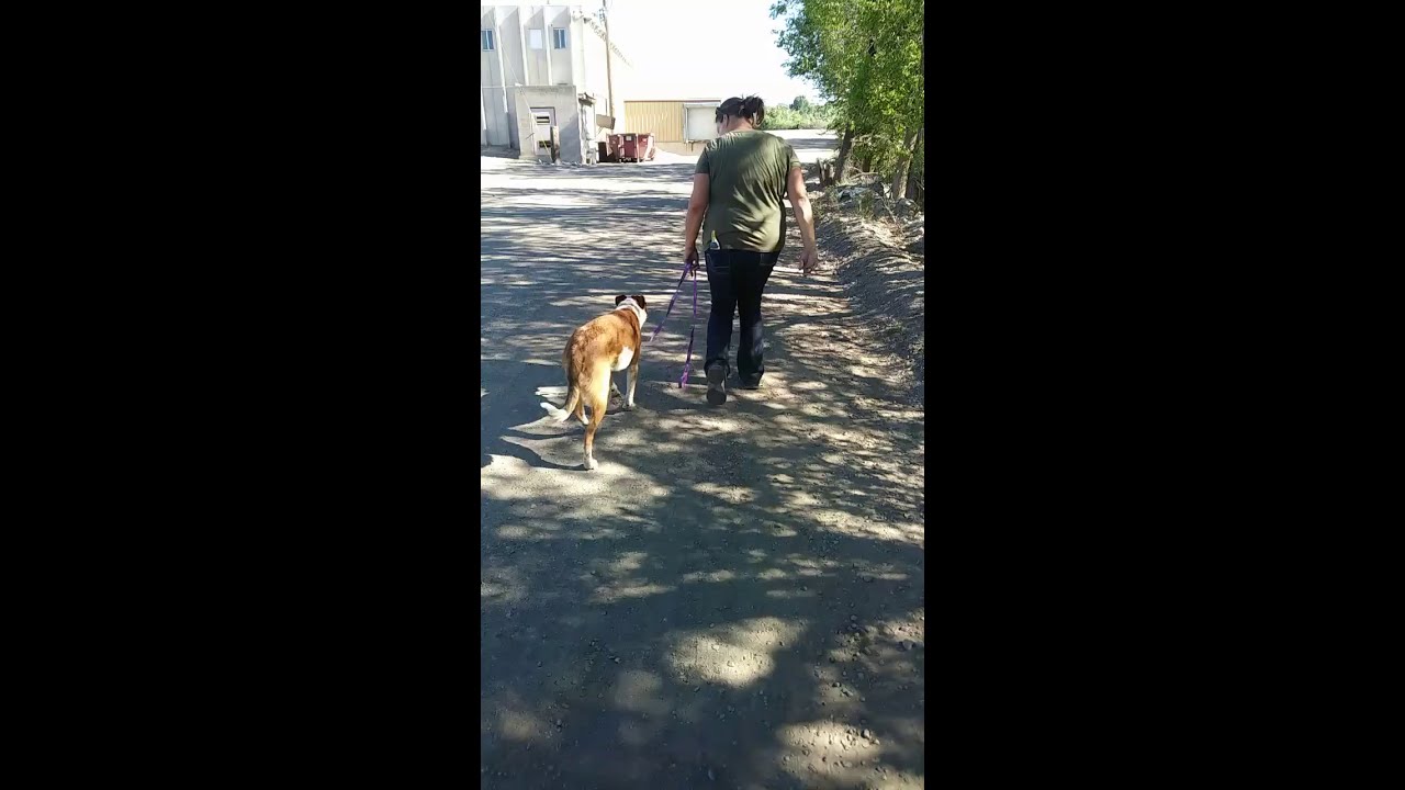 Bodie