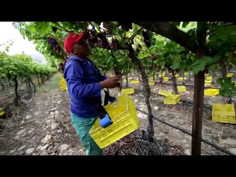 Boereplan: Oes-harnas vir tafeldruiwe