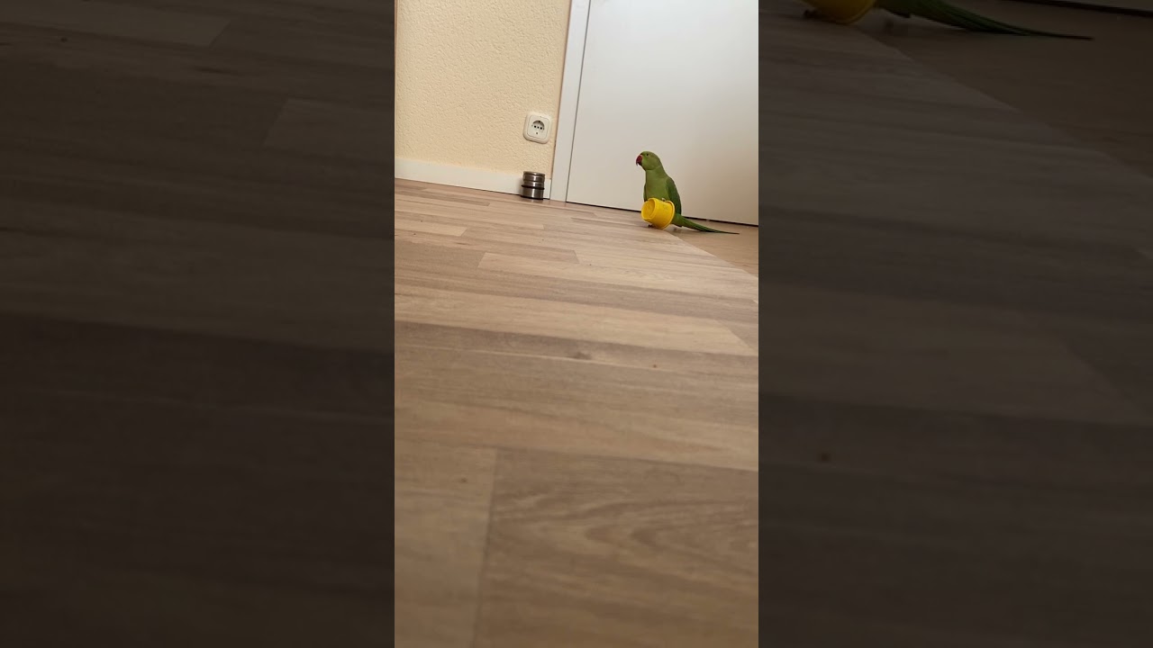 Boncuk's Love-Hate Tango with the Yellow Cup: Parrot's Playful Chaos!