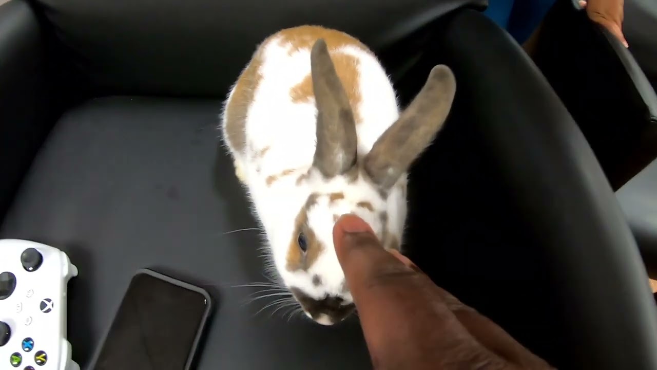 Boop The Bunny