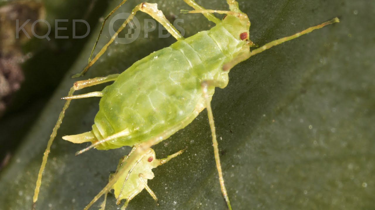 Born Pregnant: Aphids Invade With an Onslaught of Clones | Deep Look