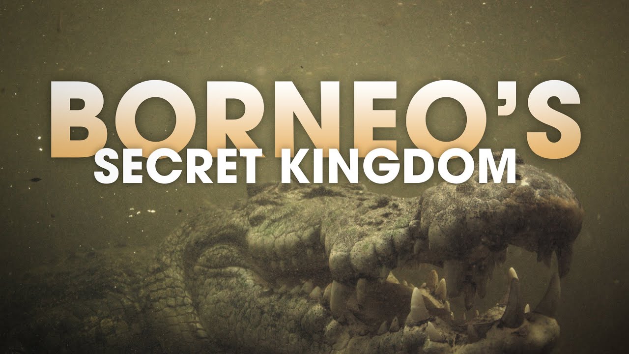 Borneo's Secret Kingdom: King of the Swamp #animals #borneo #wildlife #4k