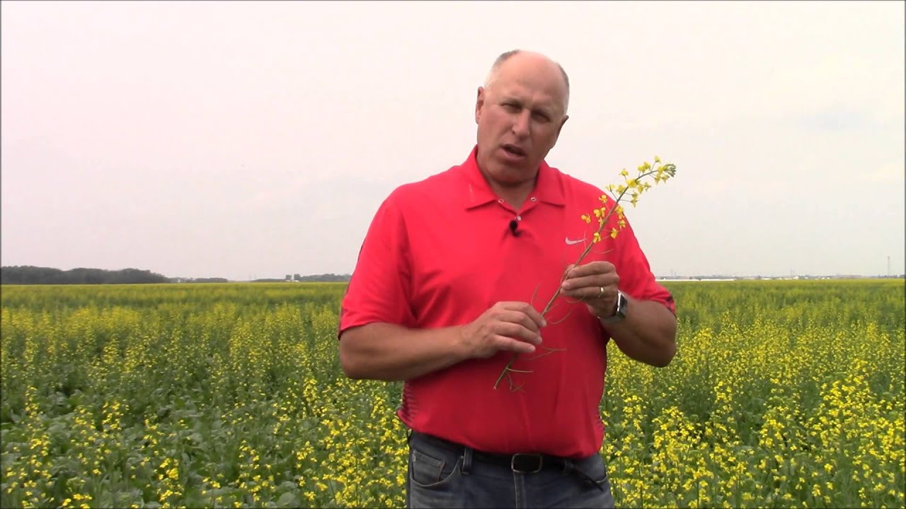 Boron Helps Drive Pollination in Canola