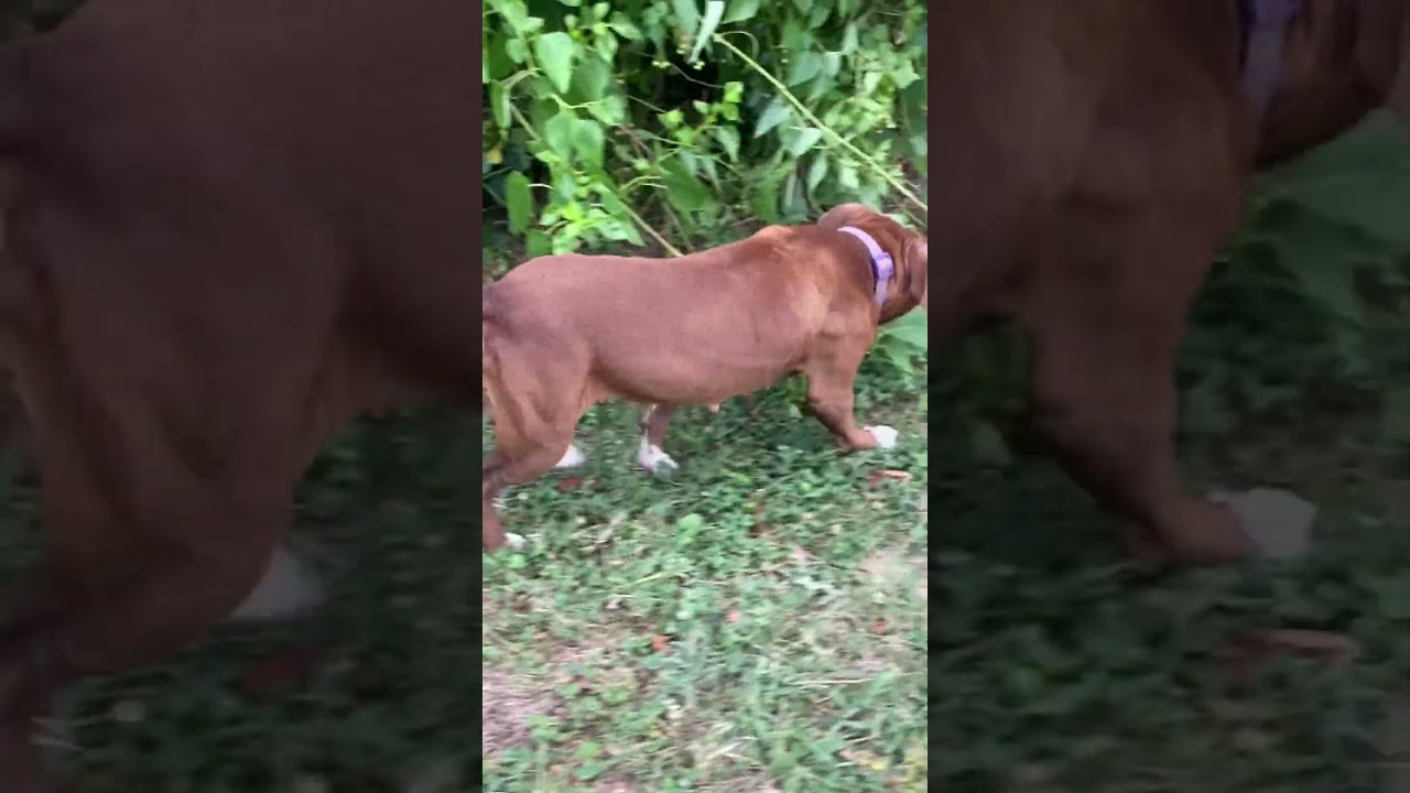 Boss#boss #realapbt #puppy #gamedogs #pitbull #apbt