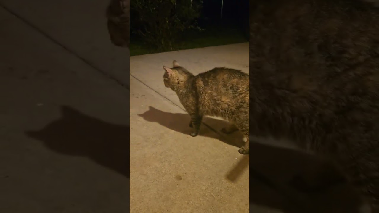 Both the kitties! #stray #straycat #cat #cats #catshorts #catvideos #catlovers #cutecat #kitty