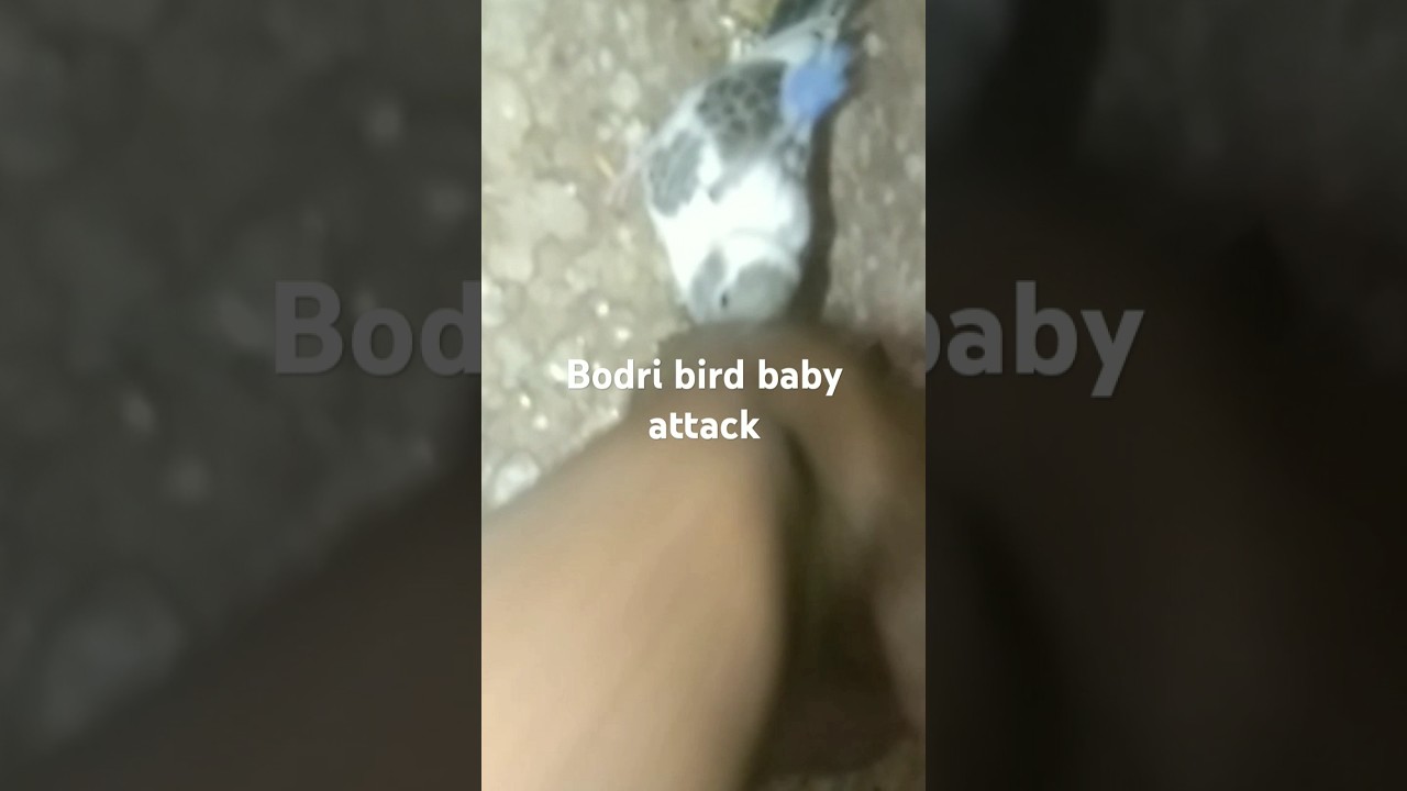 Boudi bath baby attack #birds #lovebirds #parakeetworld #babybirds #birdslover#parakeet #birdanatomy
