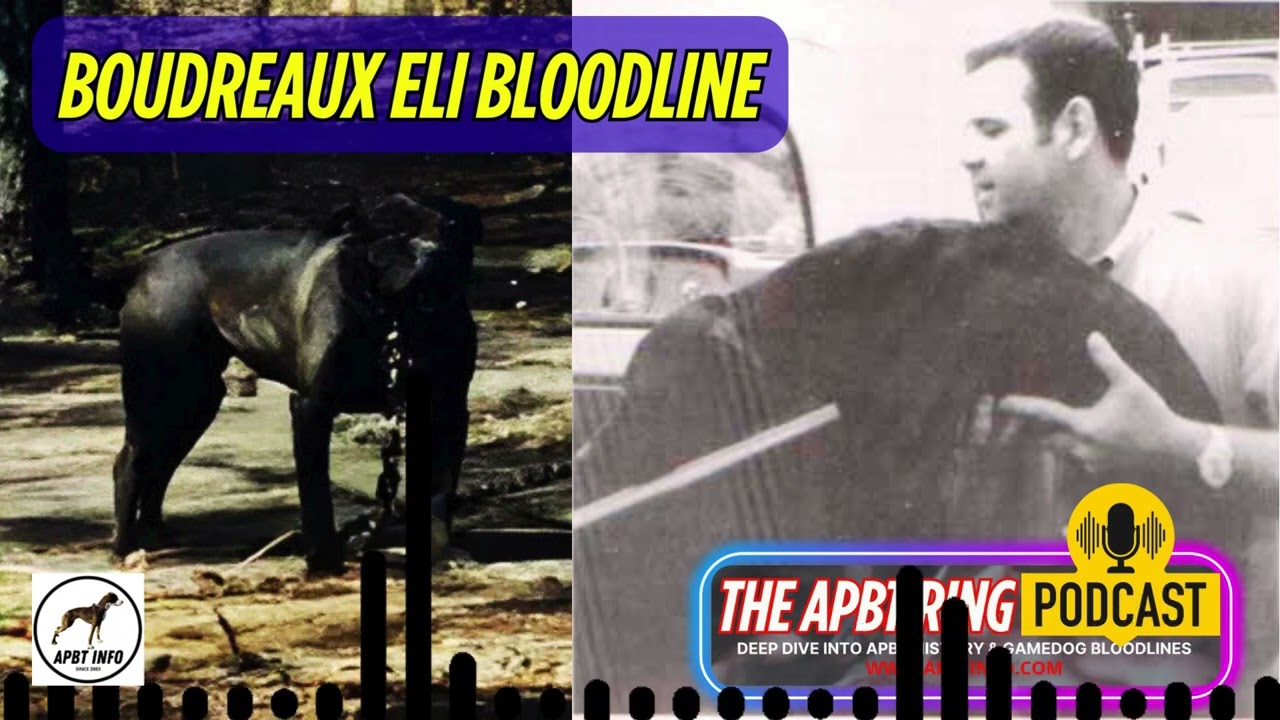 Boudreaux Eli Bloodline – The Foundation of APBT History & Gameness
