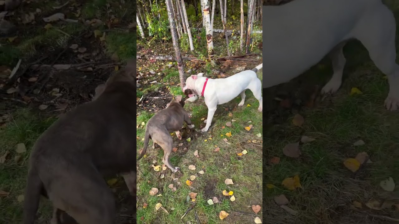 Boudreaux finally had the audacity to challenge his dad 😳 #dog #pitbull