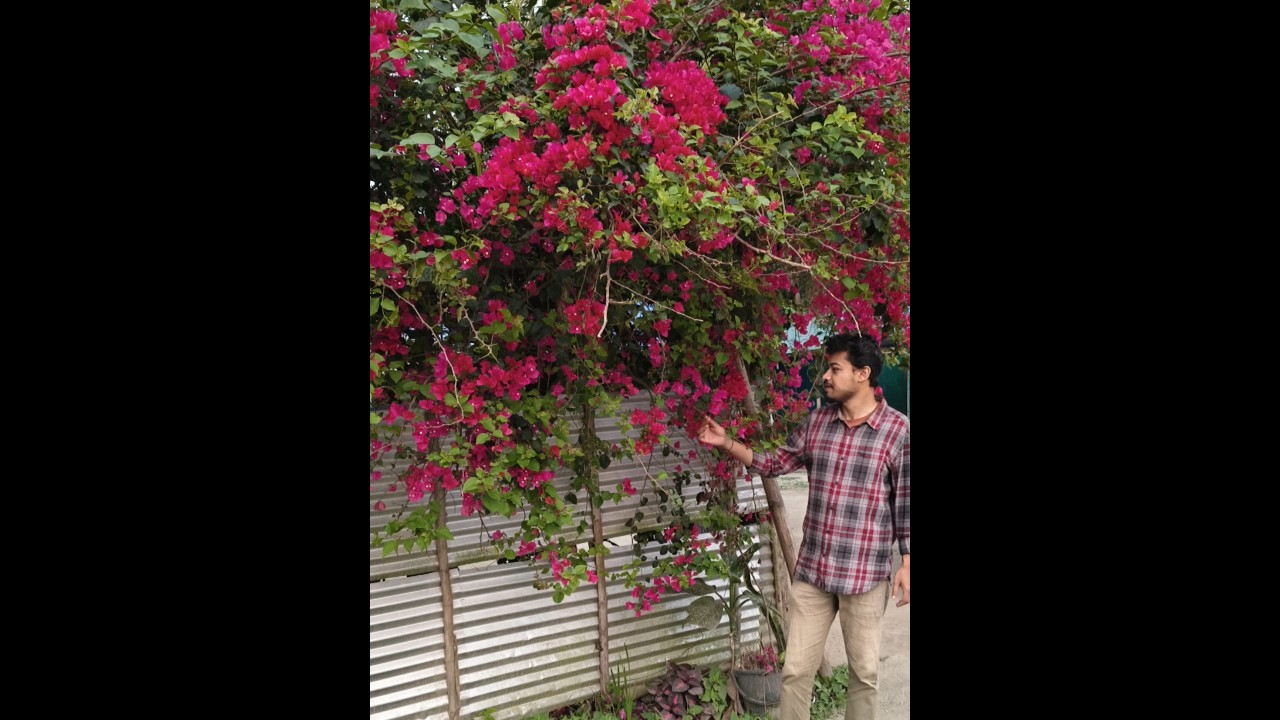 bouganvilla finally palu ge