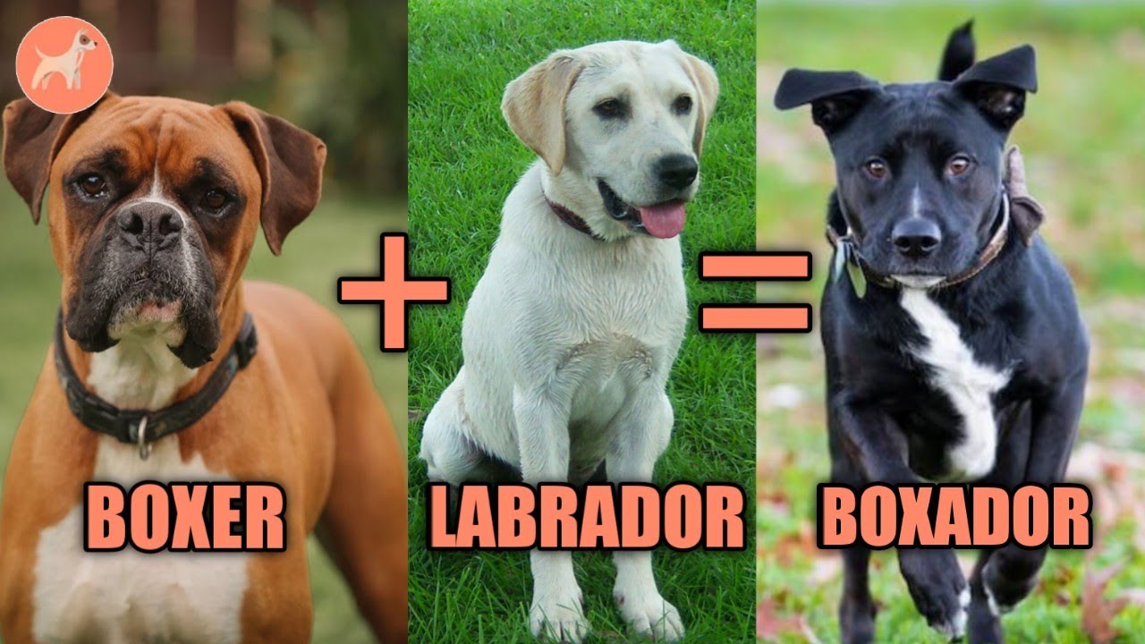 Boxador: A Complete Guide to The Boxer & Labrador Mix