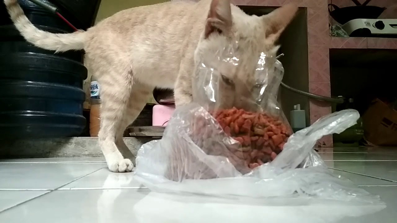 Boxcil vlog #part1
