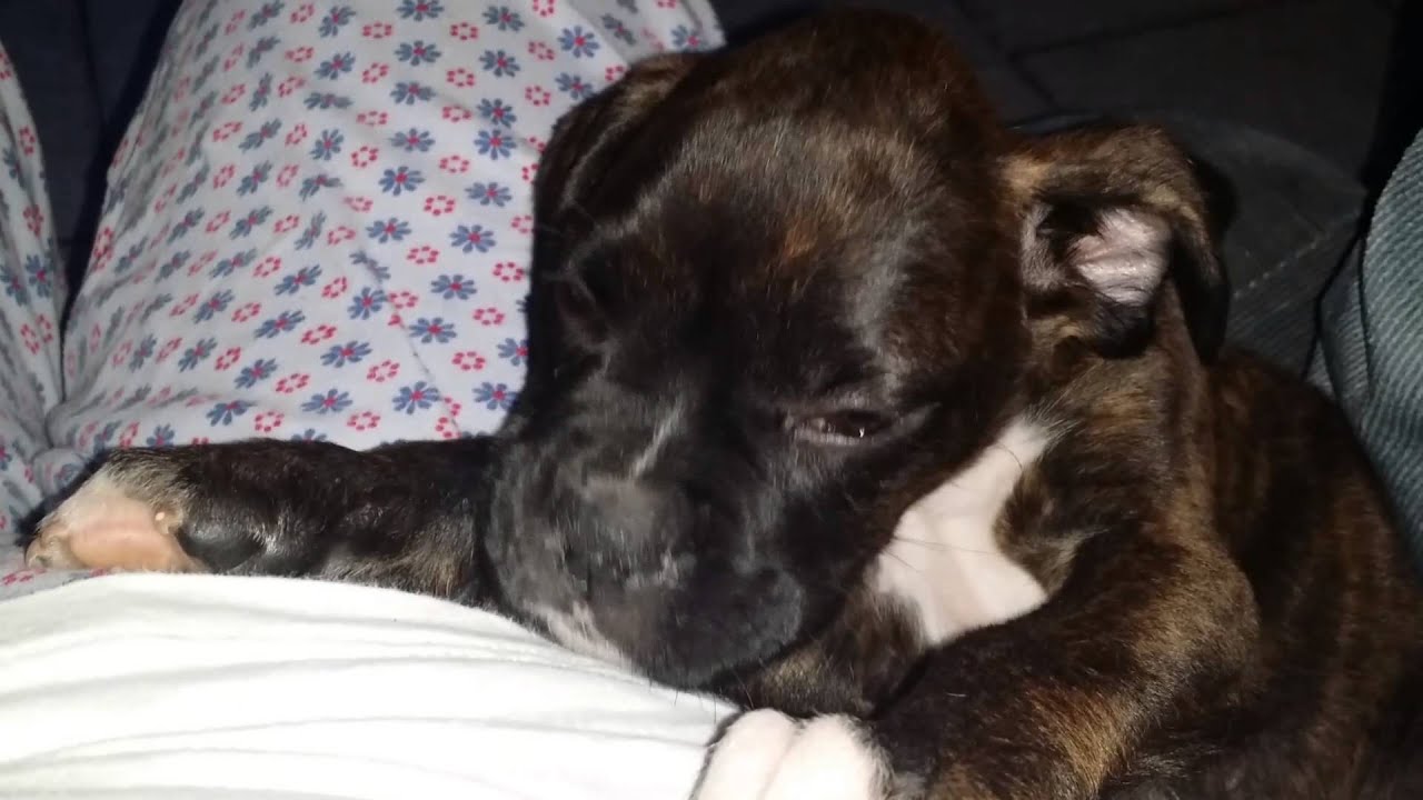 Boxer: Apollo watching Xena dream!