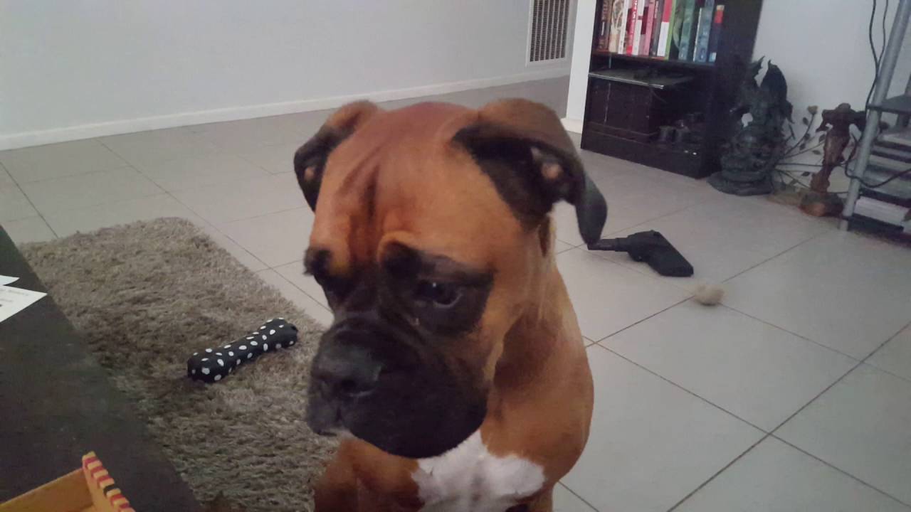 Boxer dog drops subtle hints