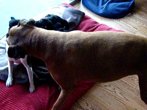 Boxer V Boston Terrier V Patterdale Terrier
