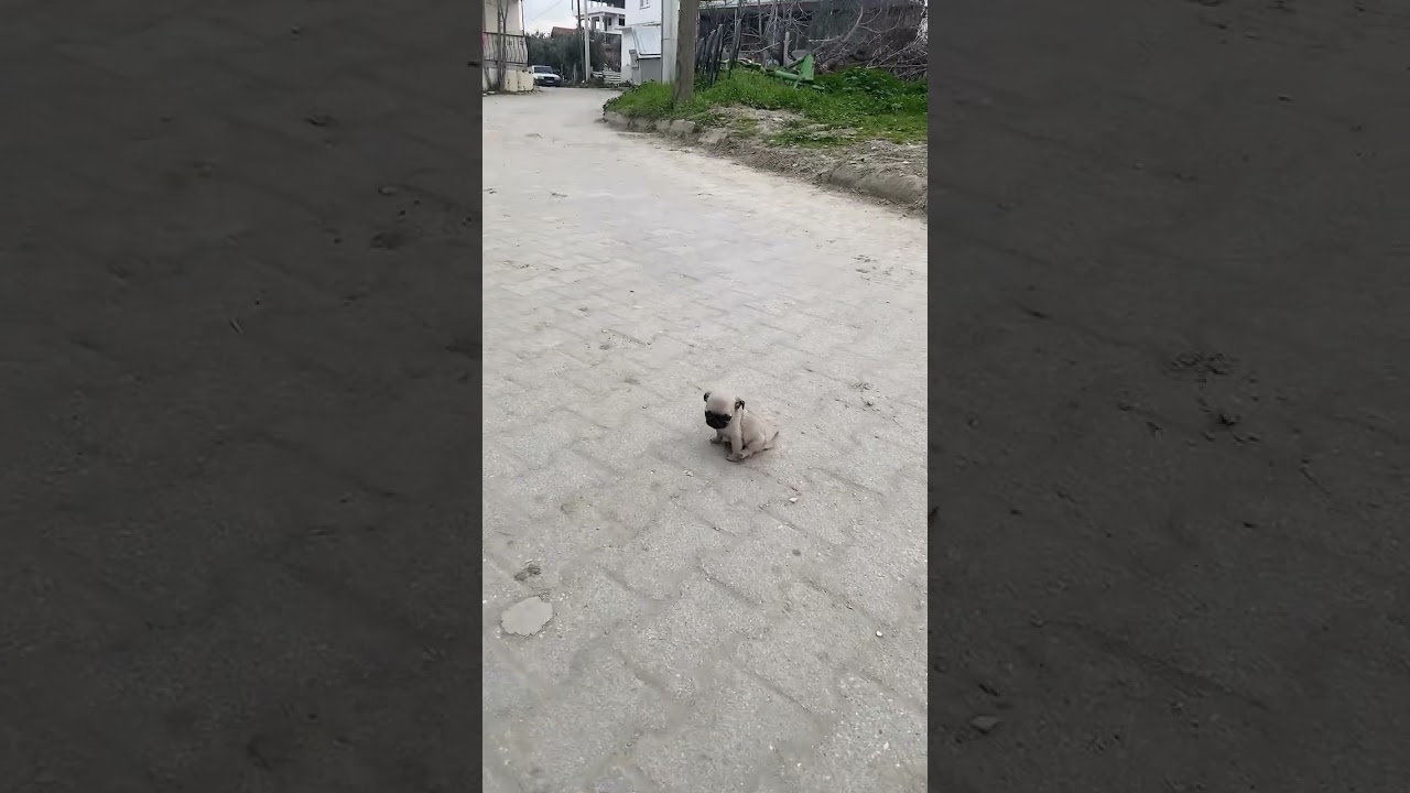 Boylu posluyum dedin l Yavru Köpek