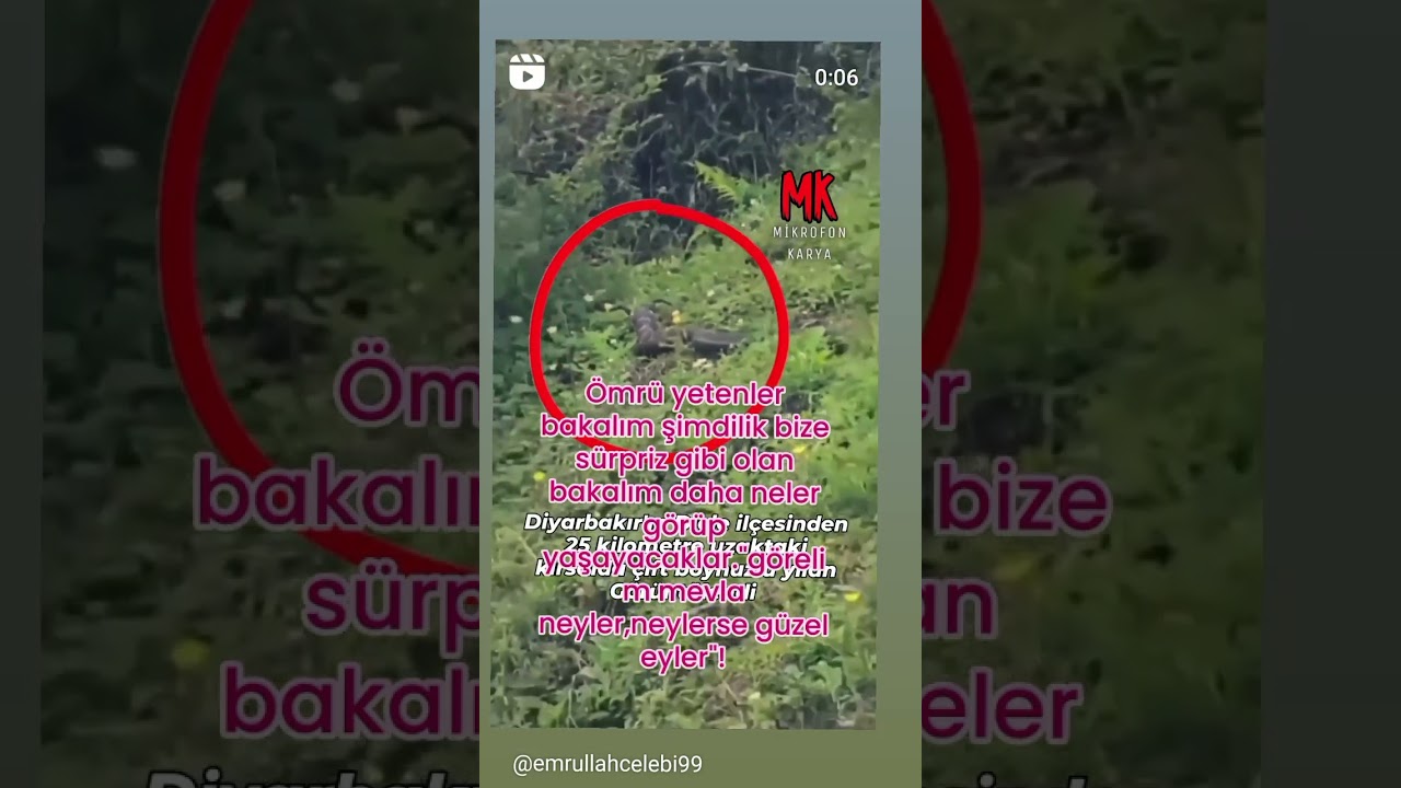 Boynuzlu Yılan Görünce 😁🐍