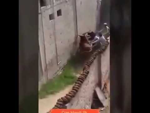 Boys try to caught the cow  on desi style -Nadeemch