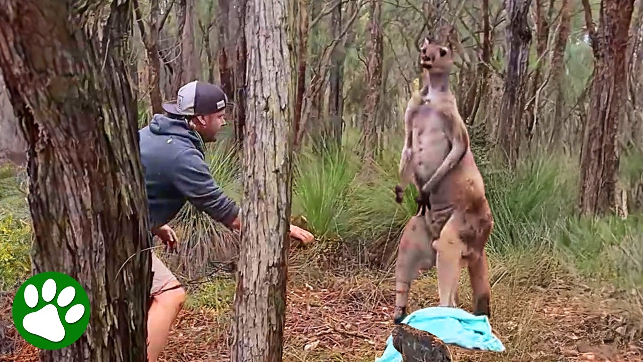 Brave Man Saves Agitated Kangaroo