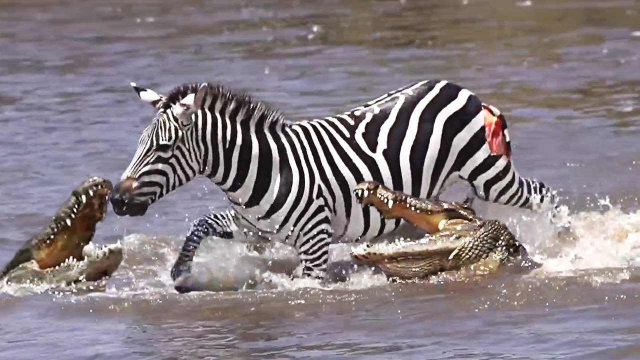 Brave Zebra Fights Off Five Crocodiles And Survives