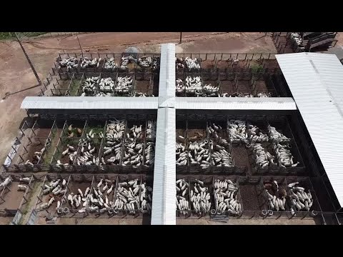 Brazil’s ranchers are embracing a program to save the Amazon | REUTERS