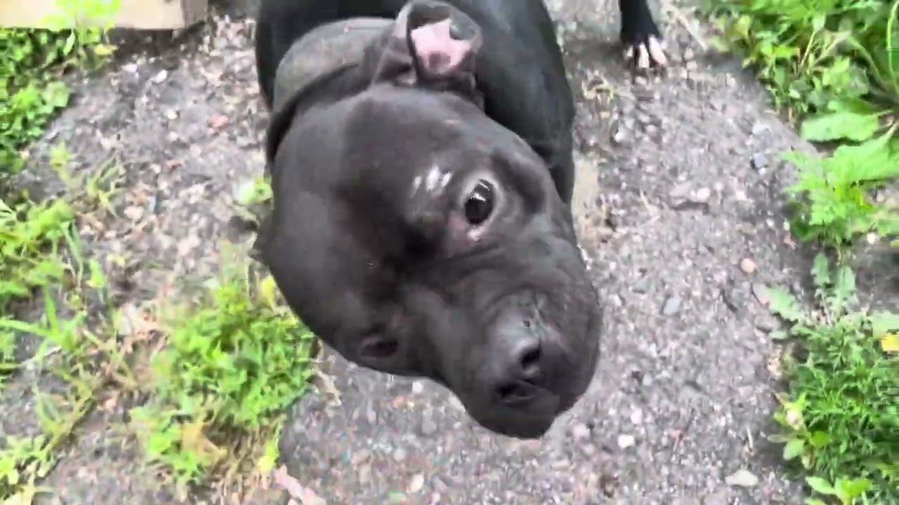 Breakbred’s Rocket my KP’s dog from a lil breeding he & I put together Angola’s 1 surviving sibling