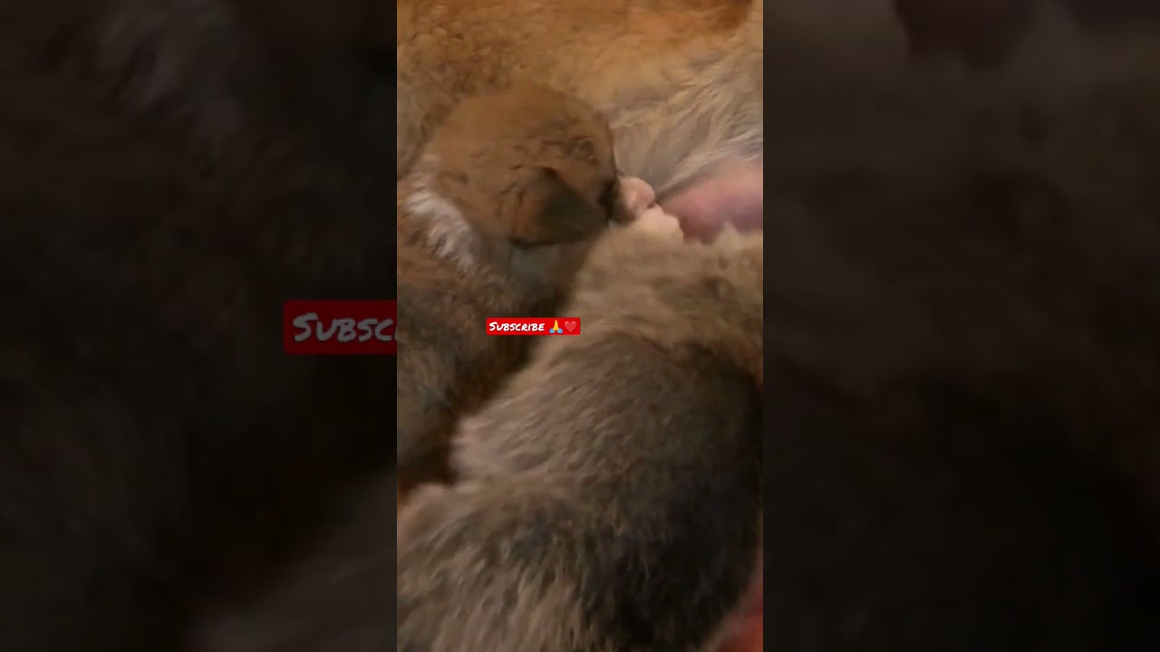 Breast feeding #shorts #trending #video #viral #dog #india