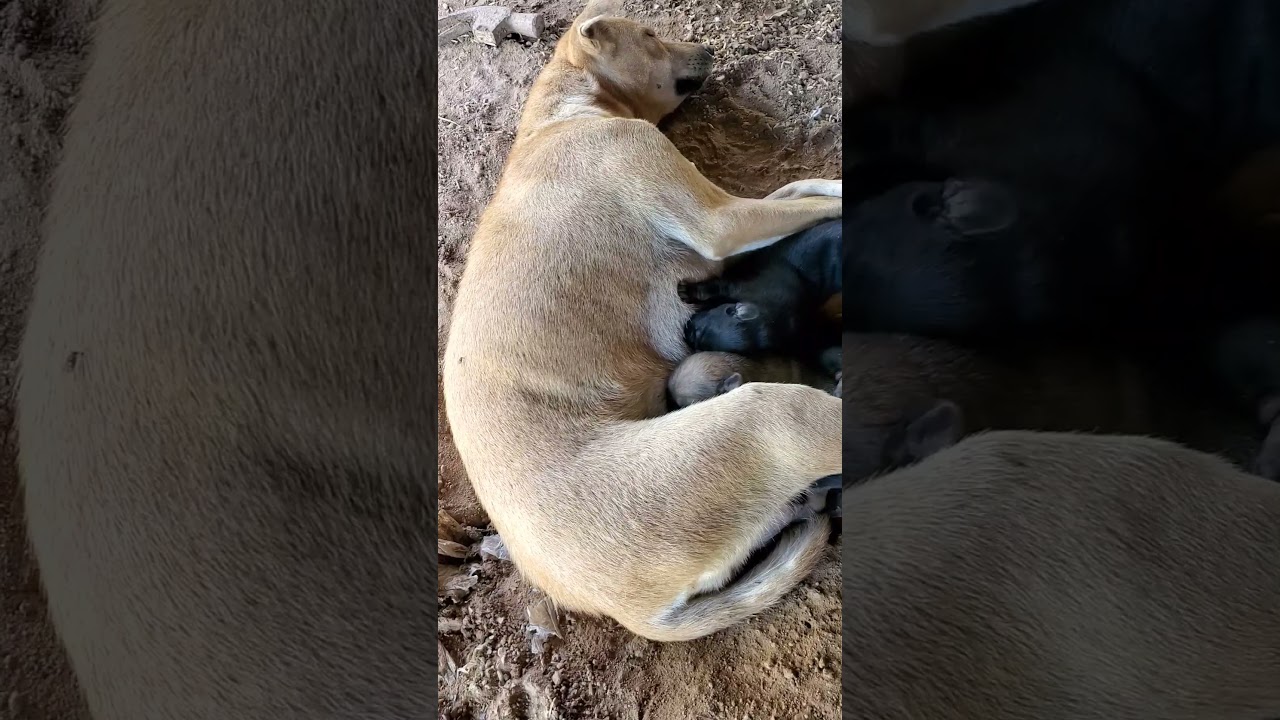 Breastfeed a lot, two and #dog #pets #animals #shorts