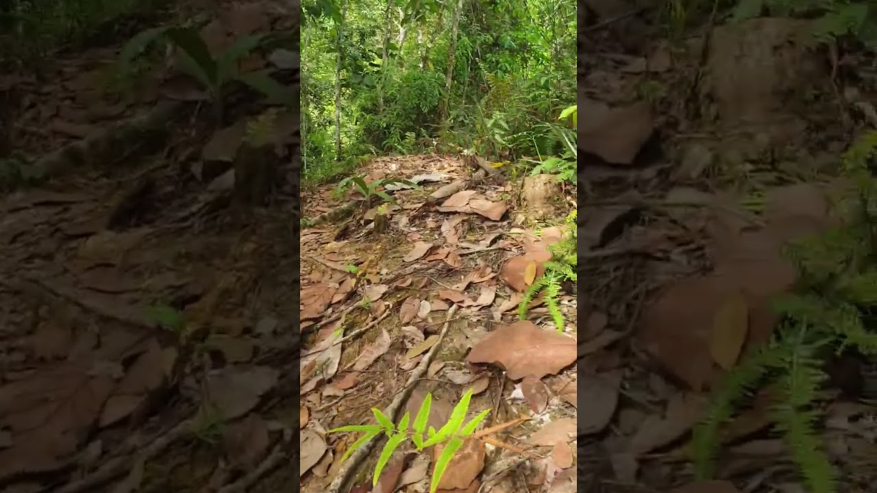 Breathless with Short Story with my Sabahan Accent #sabah #nature #hike