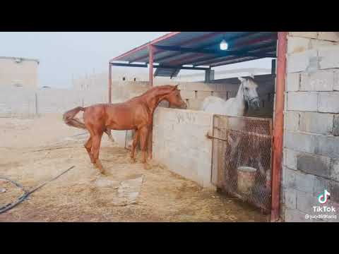 breeding of horse by natural techniques